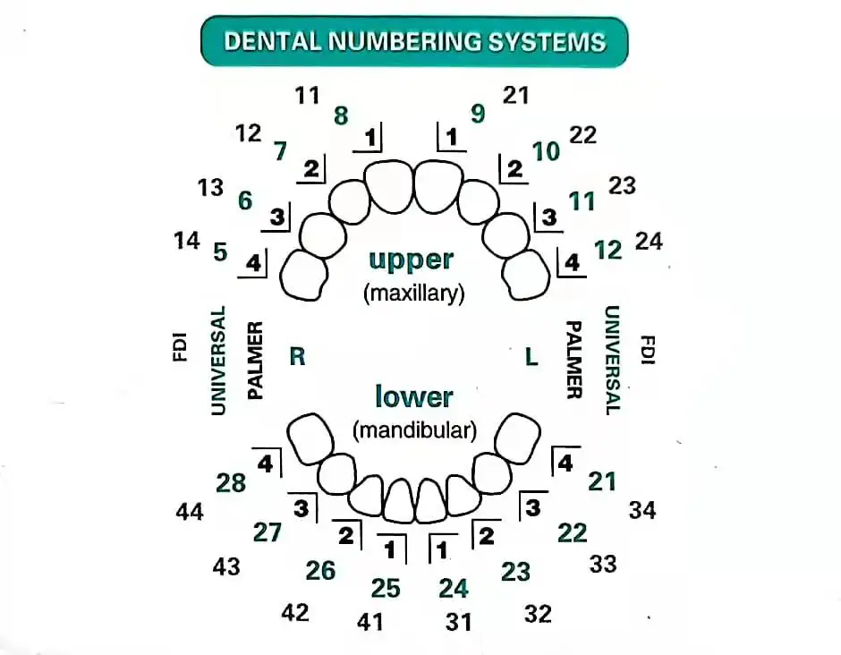Kompozit Reçine Kaplamalar İçi - Teeth Whitening Moulds incelemesi ve fiyatı